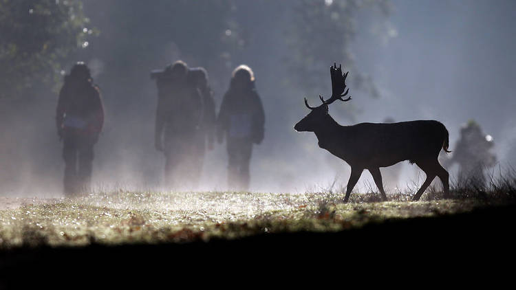 Walkers make their way along the main path past a lone stag at Dunham Massey in Altrincham, Cheshire.