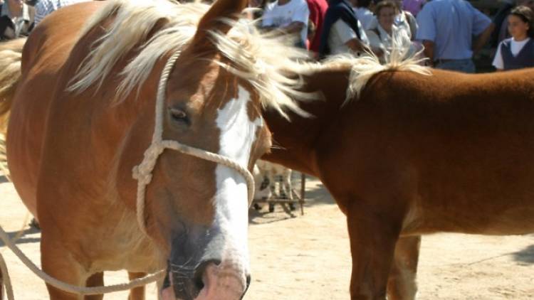 Feria ganadera en Castellterçol