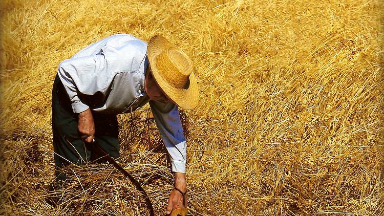 Tribute to farmers in Avià