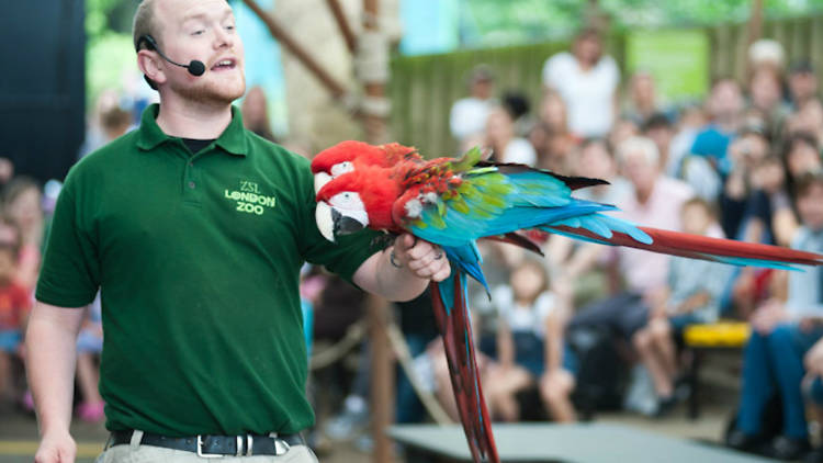 parrot, london zoo