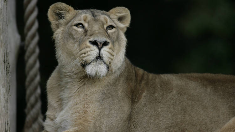 lion, london zoo