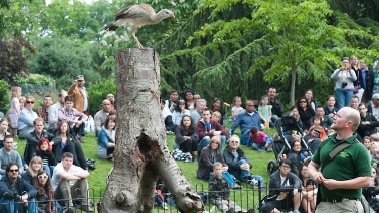 bird, london zoo