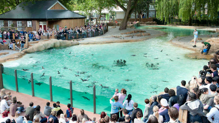 penguin beach, london zoo