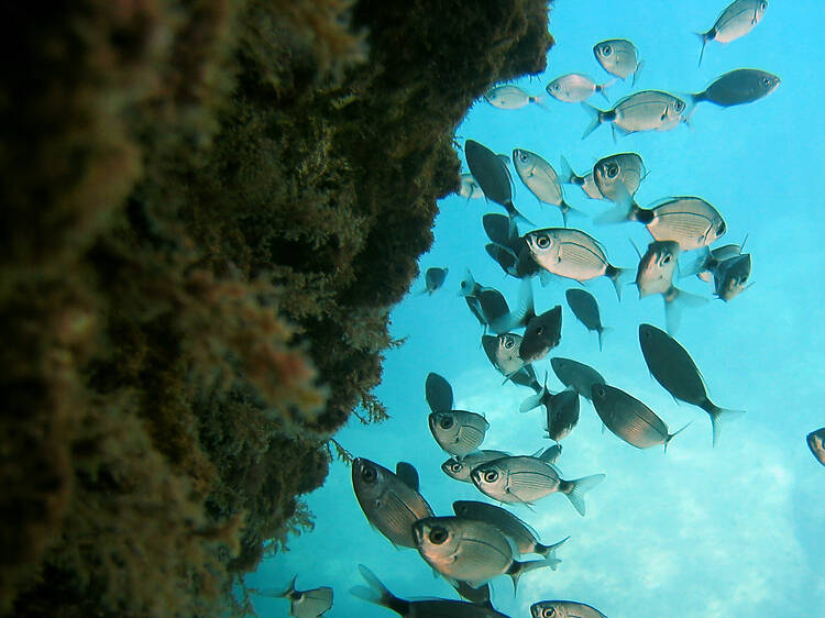 Platges de la Costa Brava per fer snorkel