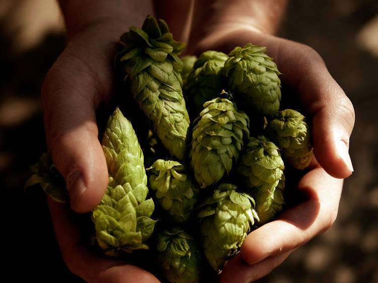 Hands holding fresh hop flowers