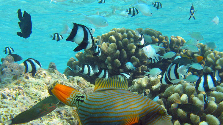 Ogle fish on a glass-bottomed boat 