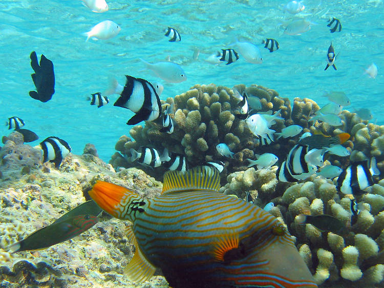 Ogle fish on a glass-bottomed boat 