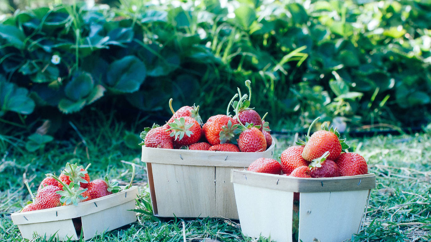 Go Strawberry Picking At One Of These Farms Around LA   Image 