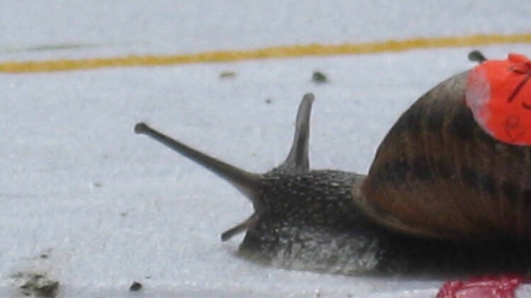 Cheer on the snails at the World Snail Racing Championships 