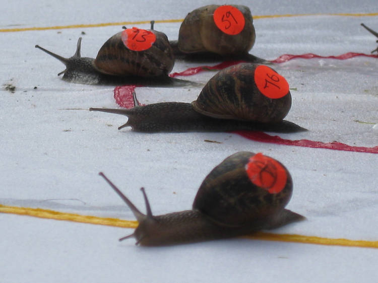 Cheer on the snails at the World Snail Racing Championships 