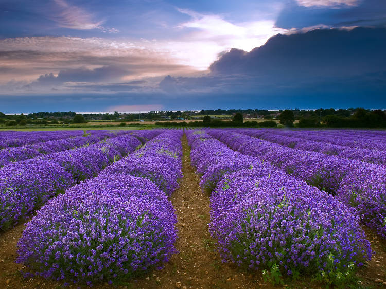 Head to Heacham to find the colour purple at its finest