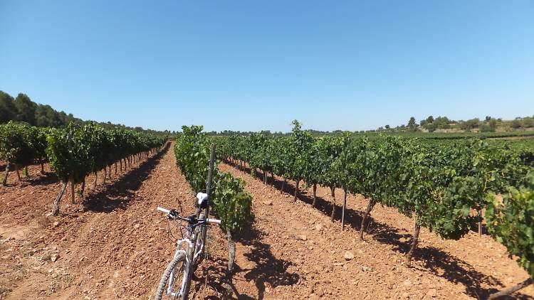 Wine tourism on two wheels in Bages