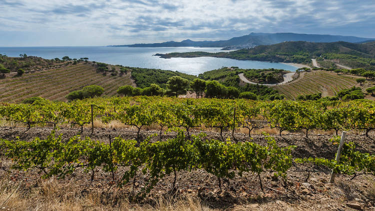 Costa Brava, sea and vineyards