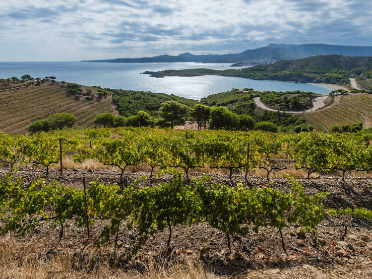 Costa Brava, mar y viñedos