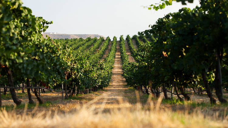 Rural Segrià