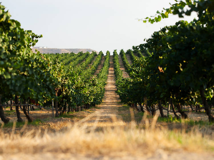 Rural Segrià