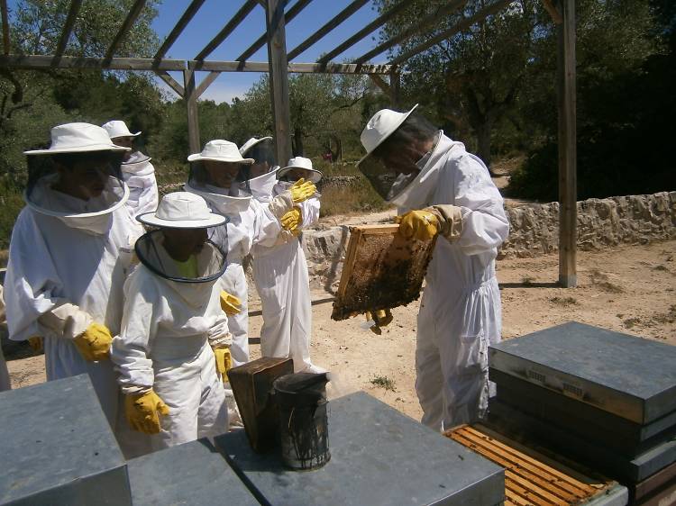 A study centre on the world of bees