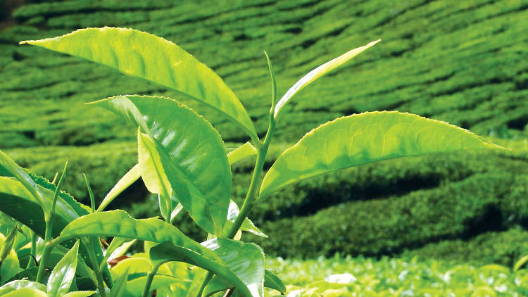 Sri Lanka’s tea districts