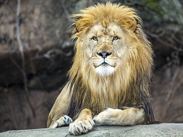 Nearly 1 000 Wild Animals Live At Lincoln Park Zoo And Other Things You 