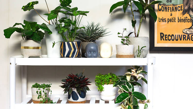 Indoor plants on a shelf