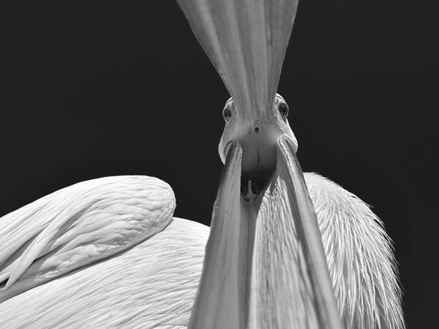 (Marsel van Oosten: Walvis Bay, Namibia, curious pelican. Overall winner, Travel Photographer of the Year 2015.)