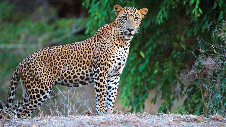 lk explore sri lanka Leopard watching in Yala
