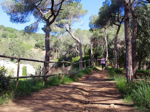 Bosc de Can Sentmenat Bosc de Can Sentmenat
