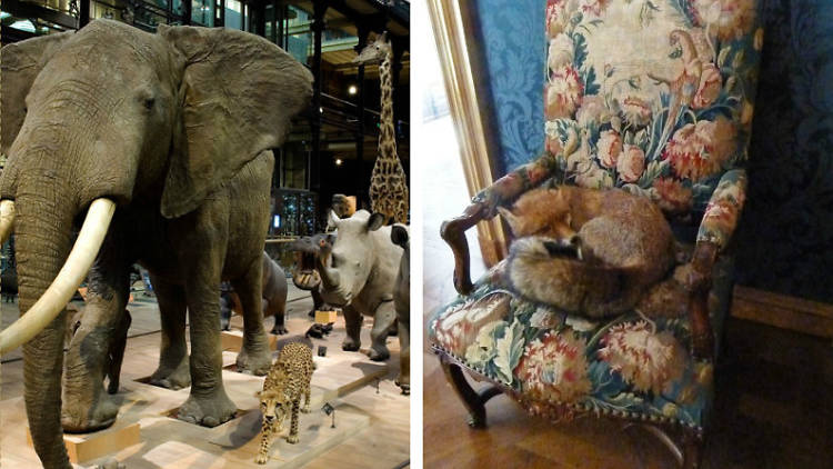 Musée d'Histoire Naturelle > Musée de la Chasse et de la Nature