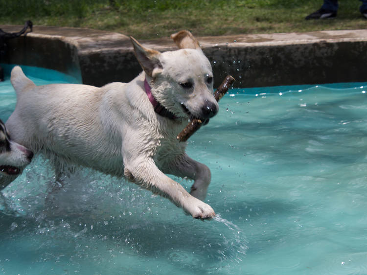 Los mejores parques para perros en la Ciudad de México