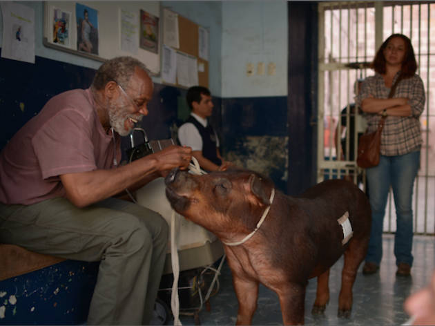 Sr. Pig Sr. Pig