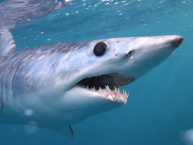 Shark diving Shark diving