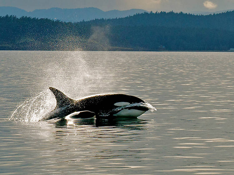 San Juan Island & Lummi Island, WA