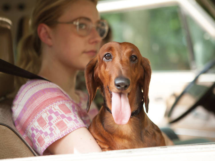 Todd Solondz’s Wiener-Dog