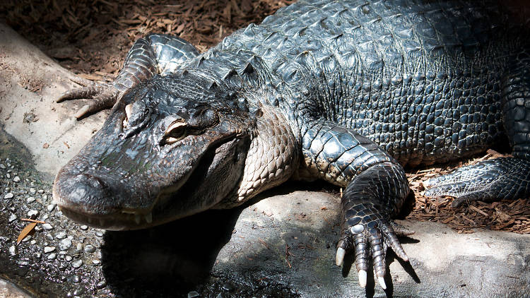 An American alligator like Tina suns at the Toronto Zoo