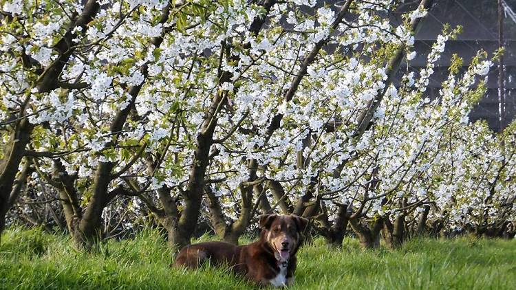 Cherry blossoms at Red Hill Cherry Farm