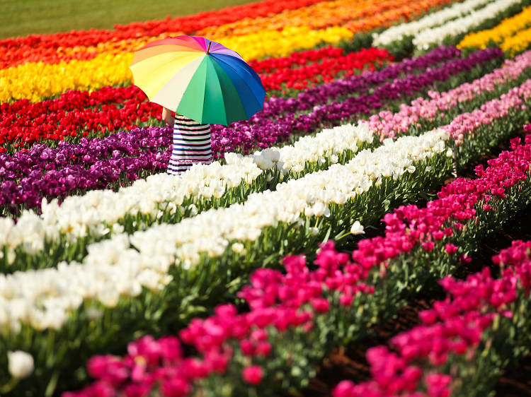 The Tulip Farm