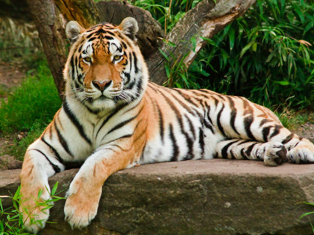 tiger tiger