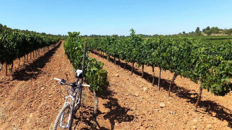 Enoturisme sobre dues rodes pel Bages