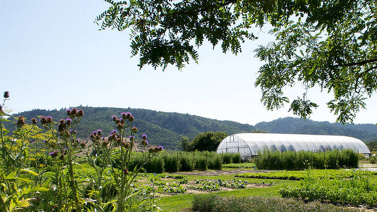 The French Laundry garden