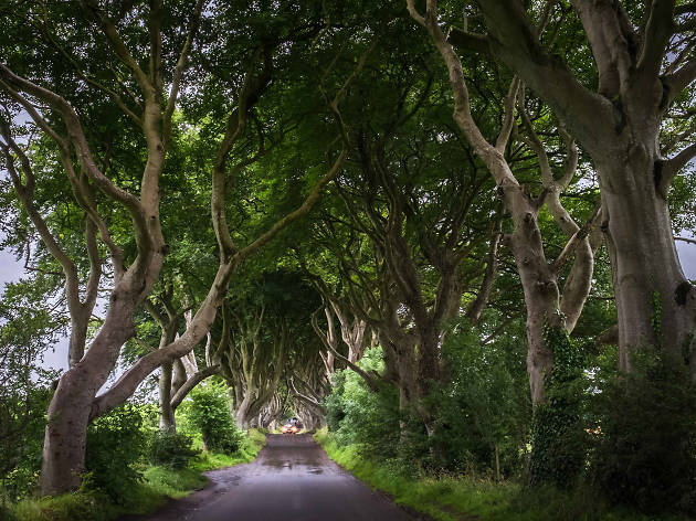 dark hedges, belfast dark hedges, belfast