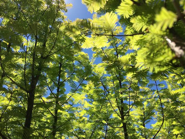 Mini-redwood trees to sprout in downtown Brooklyn Mini-redwood trees to sprout in downtown Brooklyn