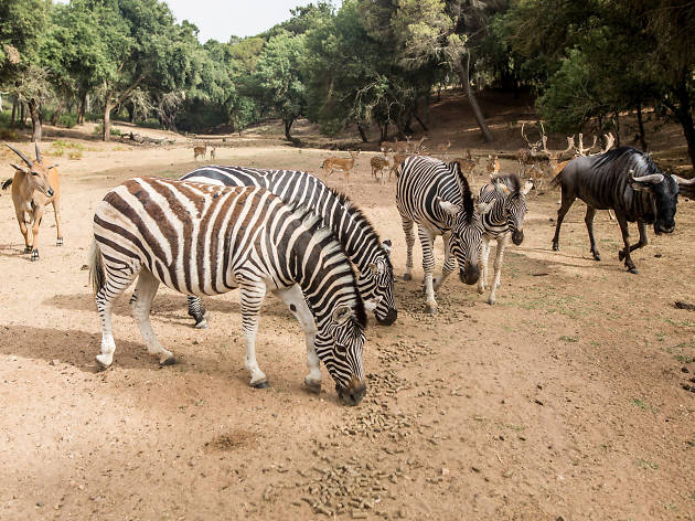 Zebras e outros animais no Badoca Safari Park Zebras e outros animais no Badoca Safari Park