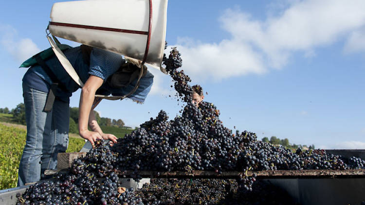 Where To Celebrate Beaujolais Nouveau November 16 17 In Paris Time Out Paris