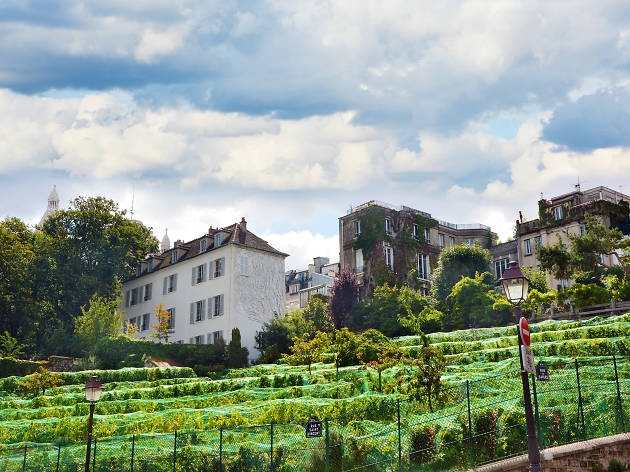 Savourer le vin en grappes Savourer le vin en grappes