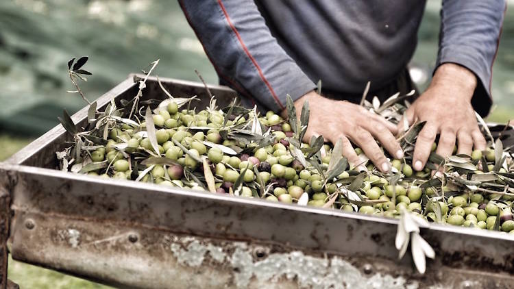 Organic-Friendly Farmers' Market at Hotel Jen Orchardgateway