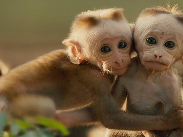 Monkey Kingdom (2015) Monkey Kingdom (2015)