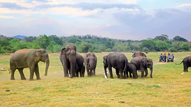 Watch elephants frolic in Minneriya