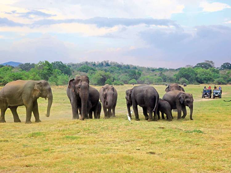 Watch elephants frolic in Minneriya