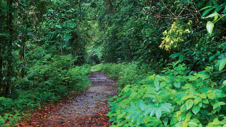 Sinharaja Man and Biosphere Forest Reserve