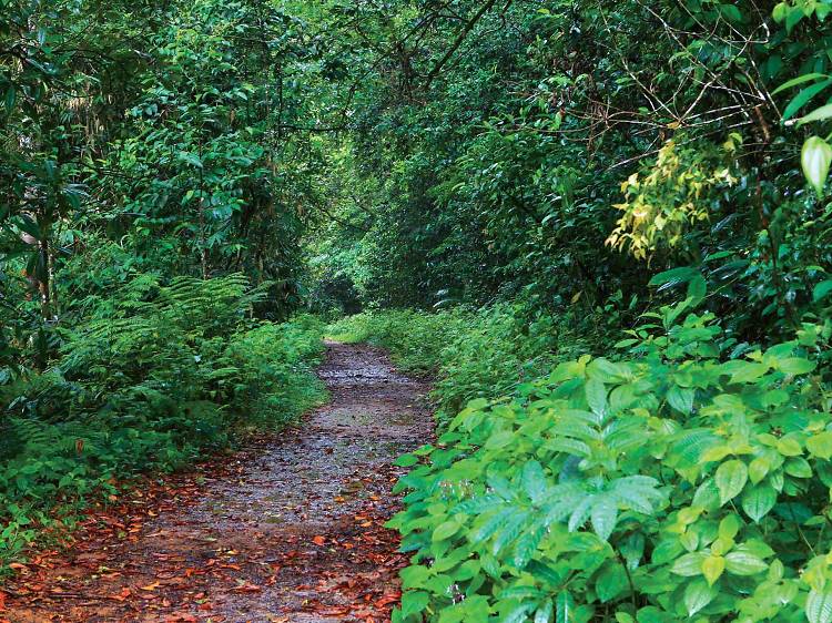 Camp in the Sinharaja Rainforest